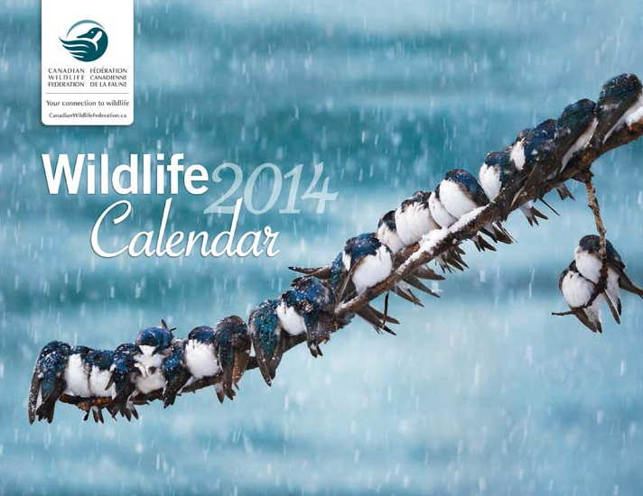 Free Canadian Wildlife Federation Calendar Free Stuff Finder Canada